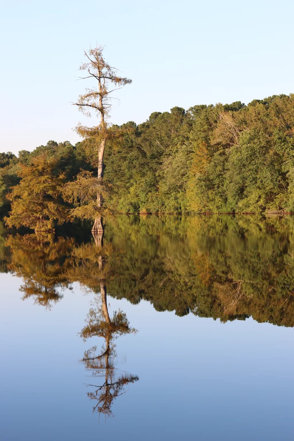 Mirrored Cypress