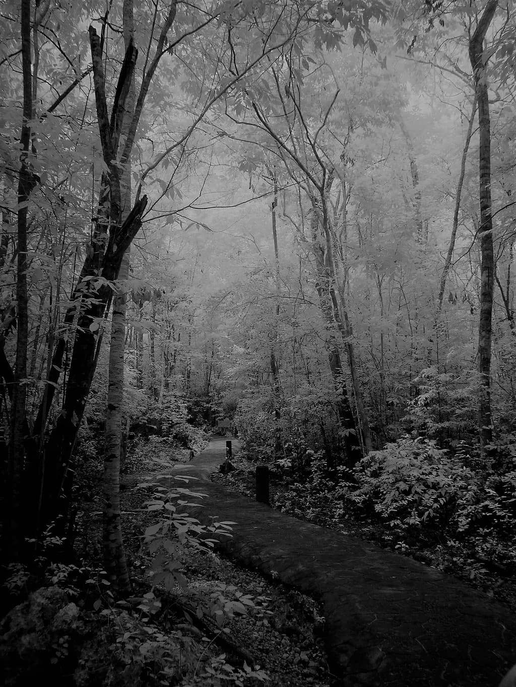 A Walk Along the Woods