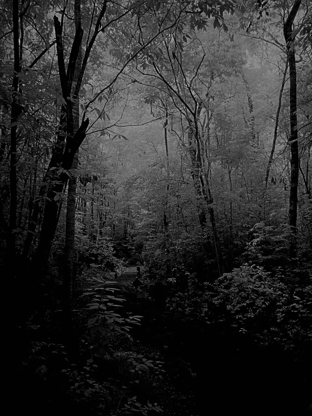 Green Grotto Shadows