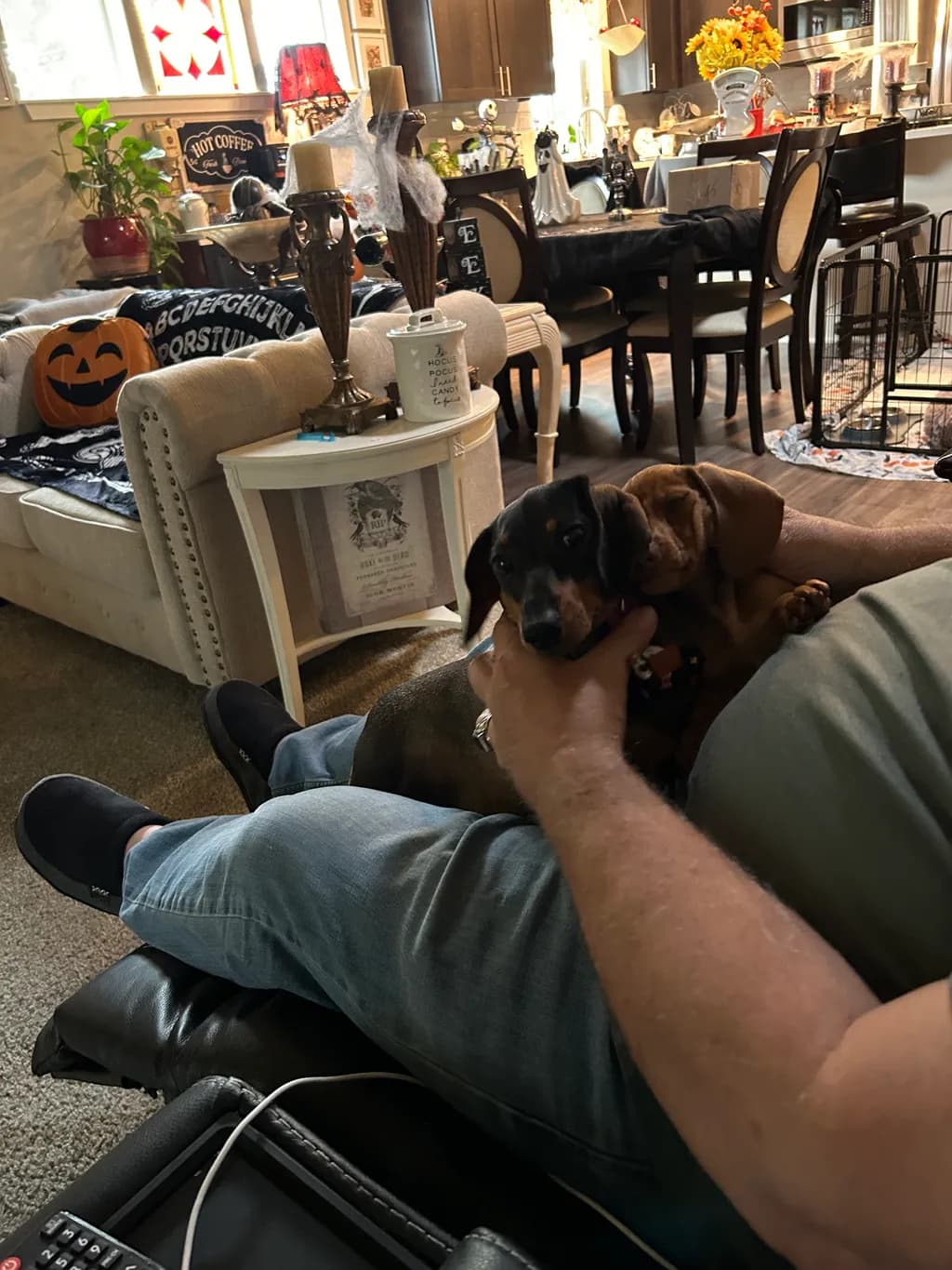 Cozy Companions