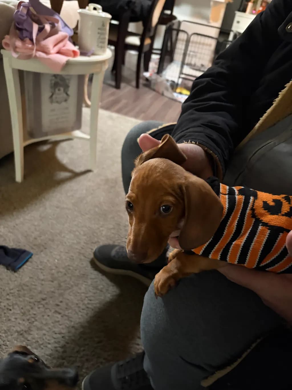 Tiger Stripe Puppy Sweater
