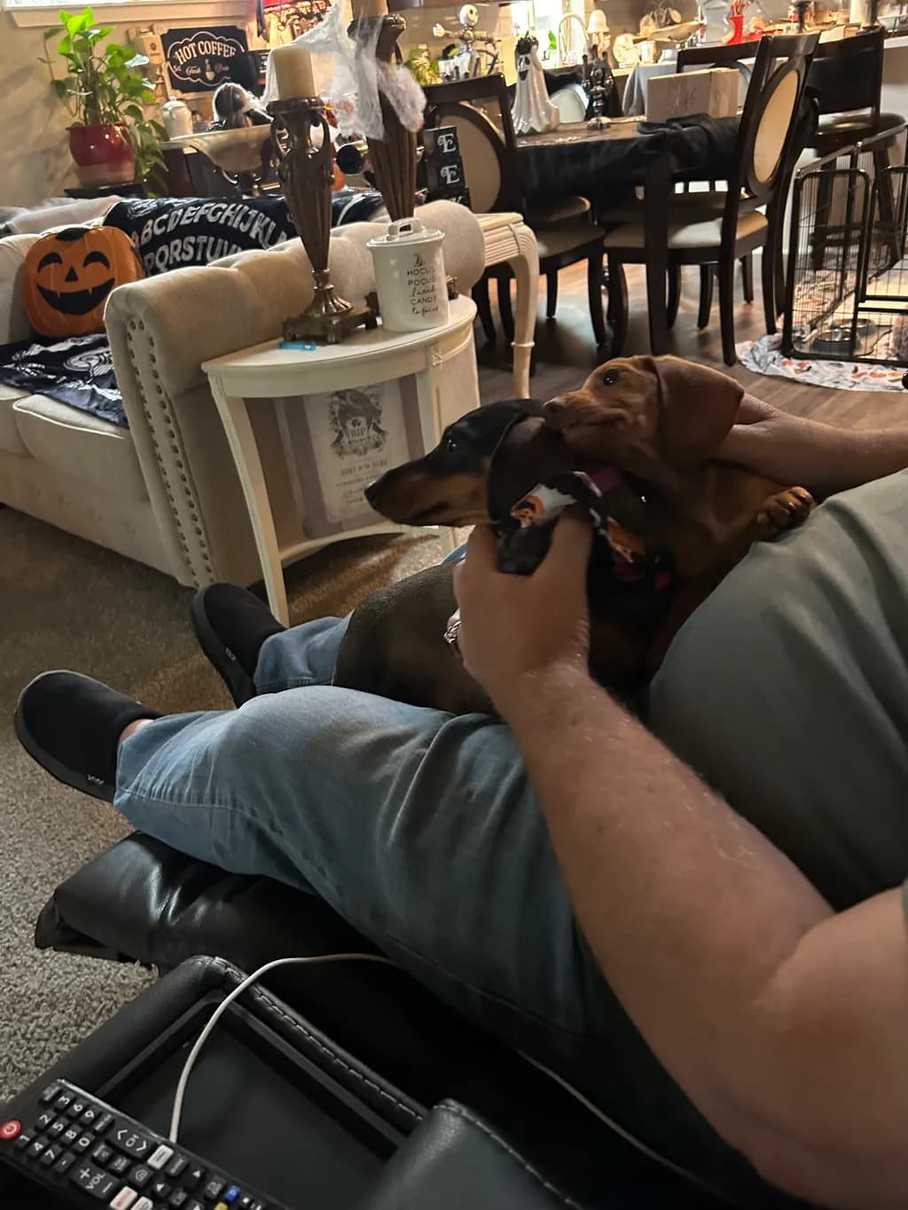 Cozy Companions