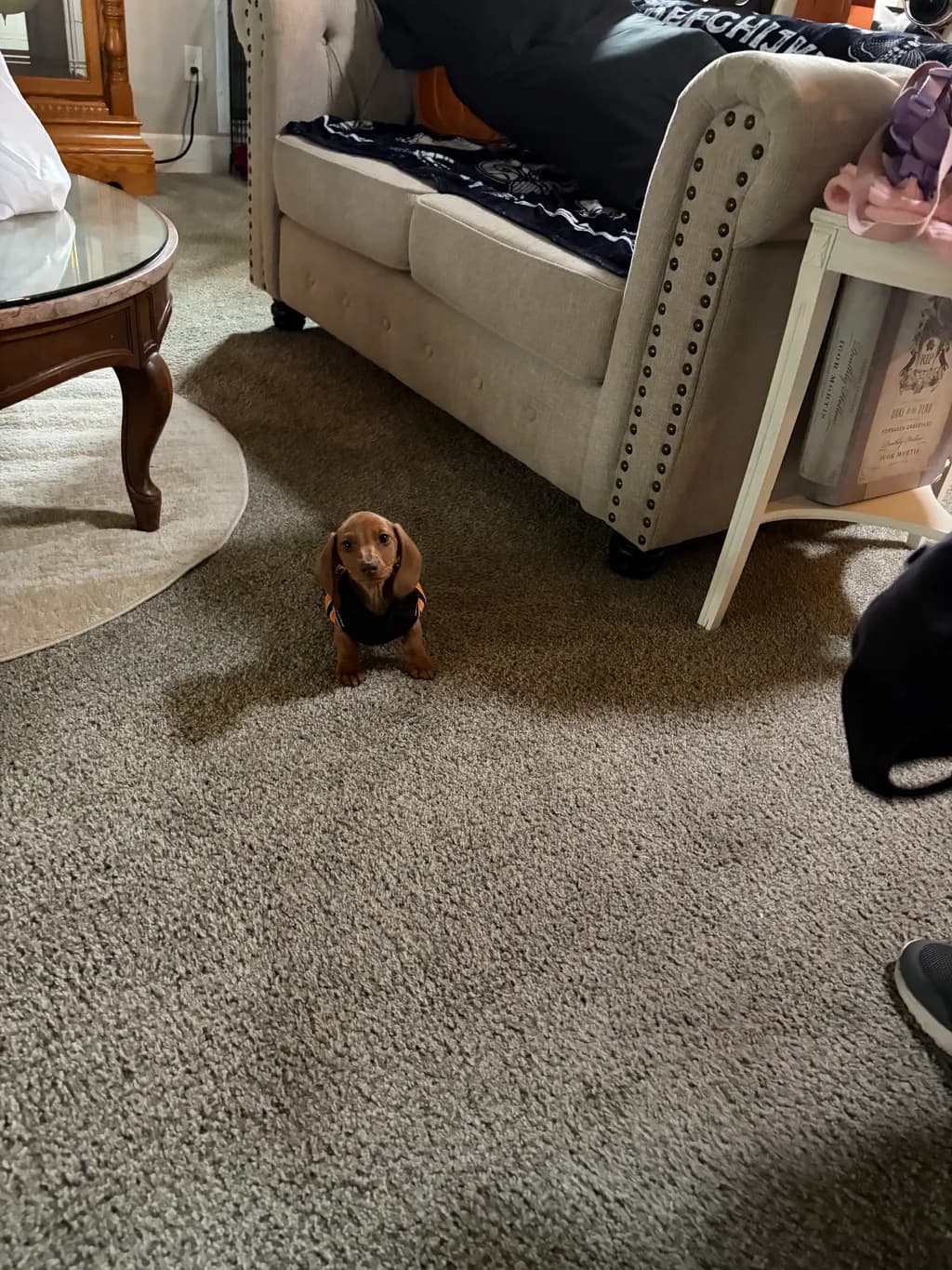 Tiny Guardian