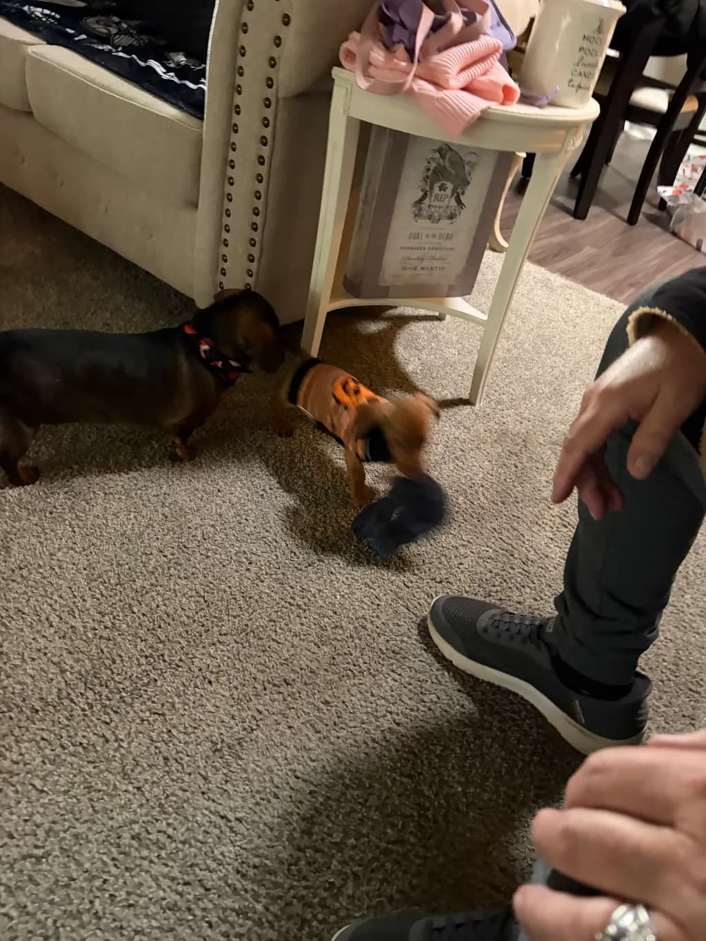Playful Canine Encounter
