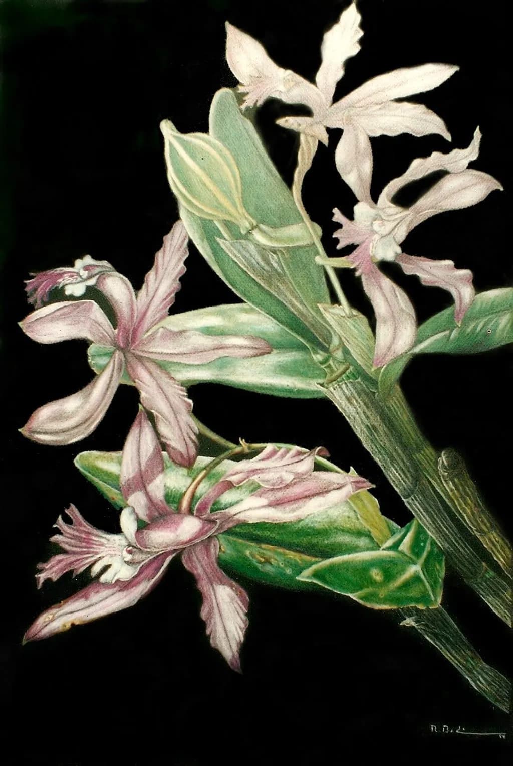 Mint Blossom