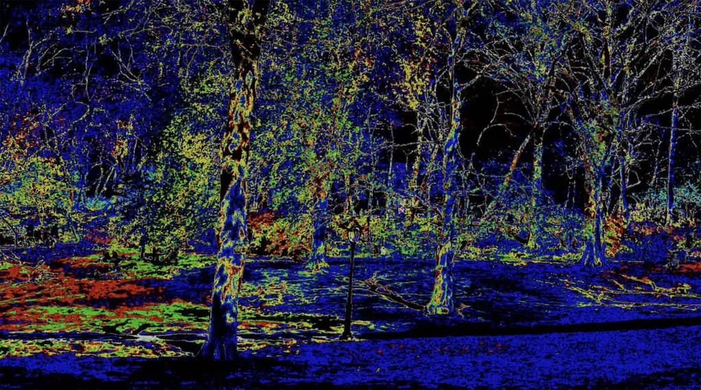 Night Forest
