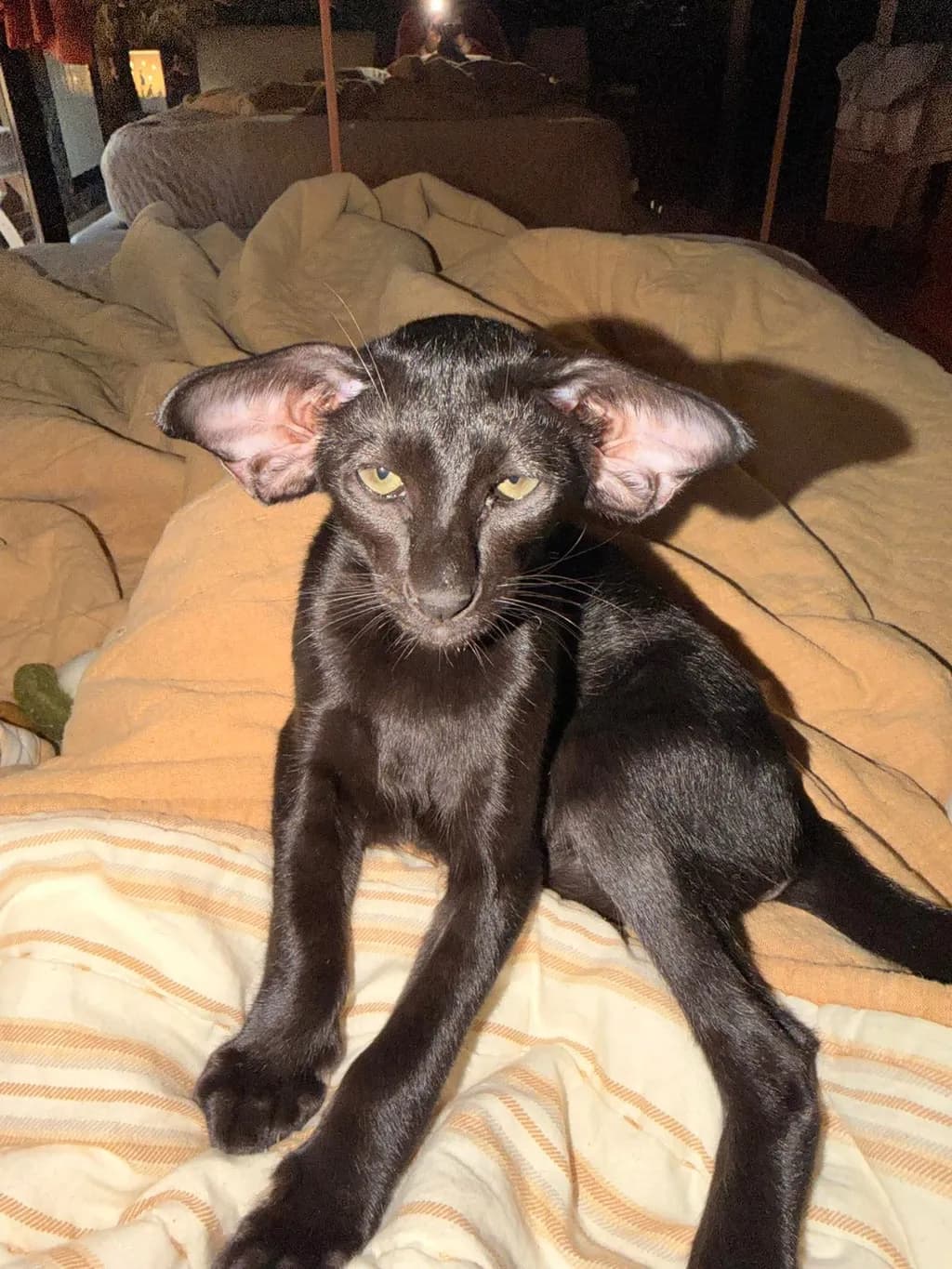 Ears of Mystery
