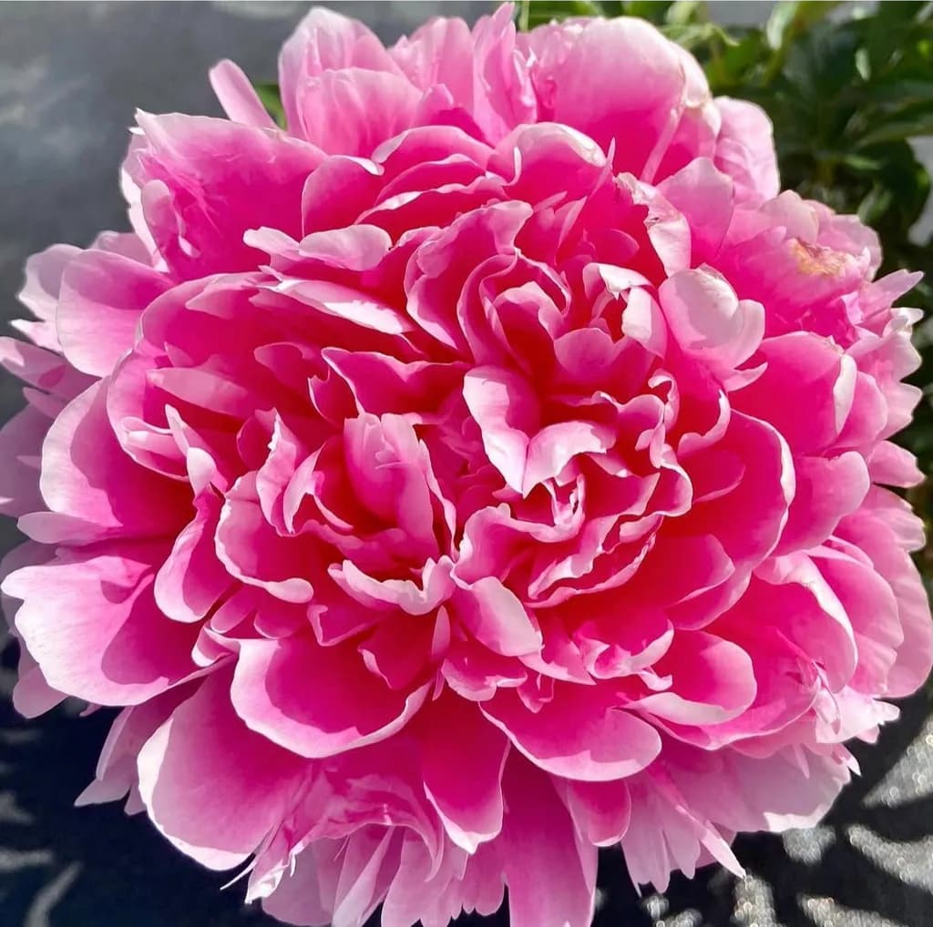Pink Peony Bloom