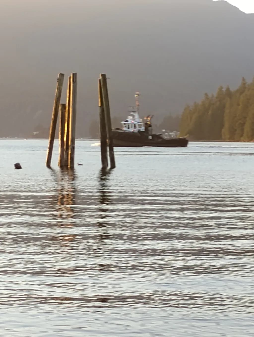 Harbor Pilings