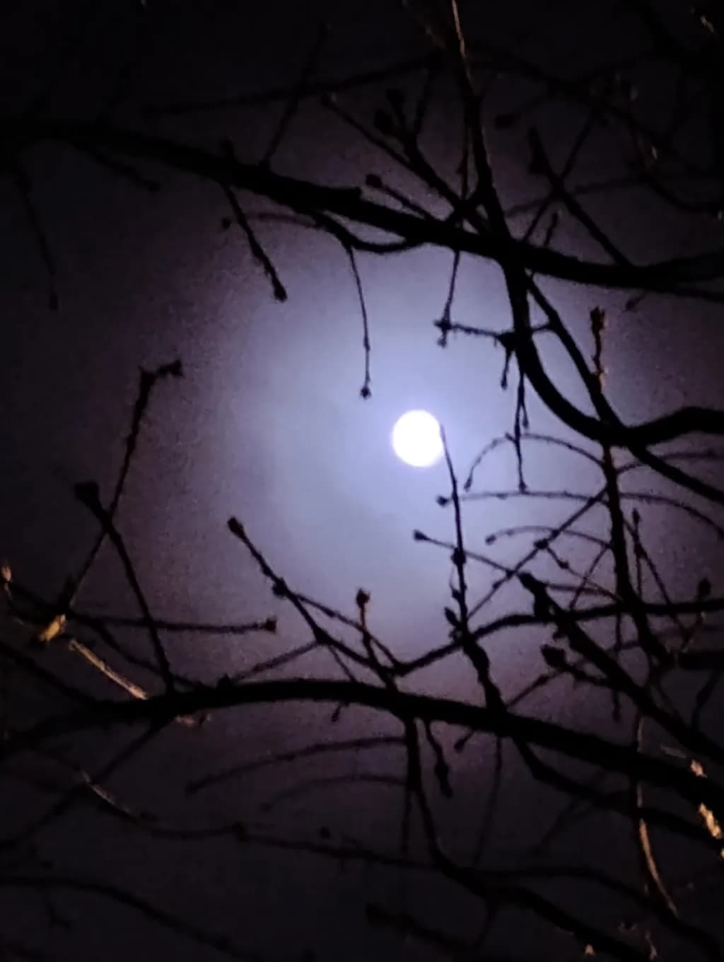 Moonlit Branches