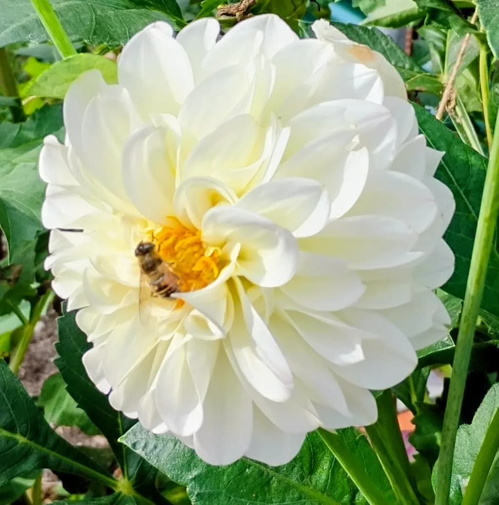 White Dahlia Buzz