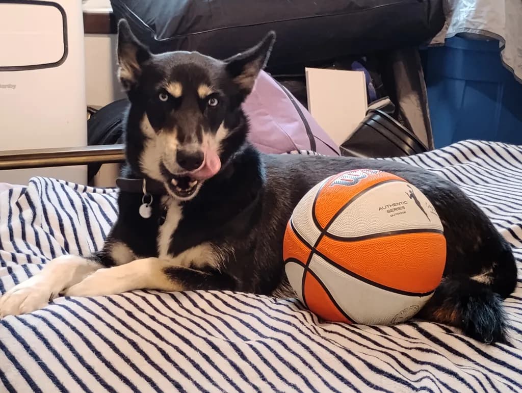 Playful Guard