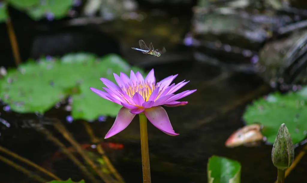 Lotus Hover