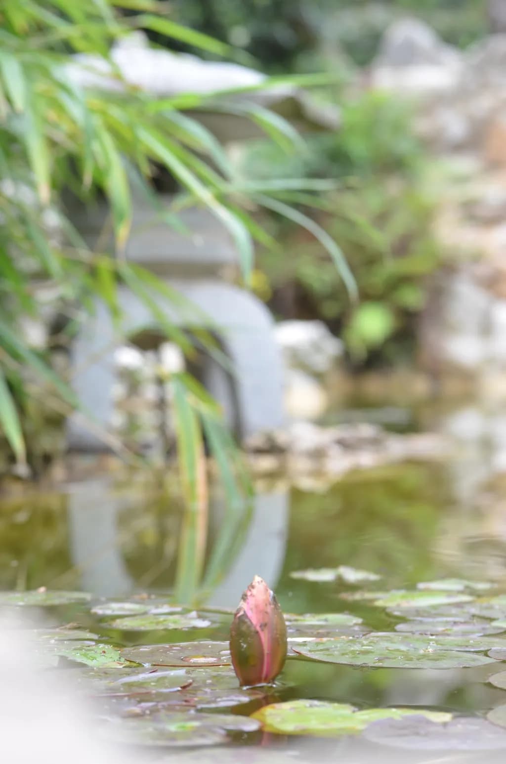 Emerging Lotus