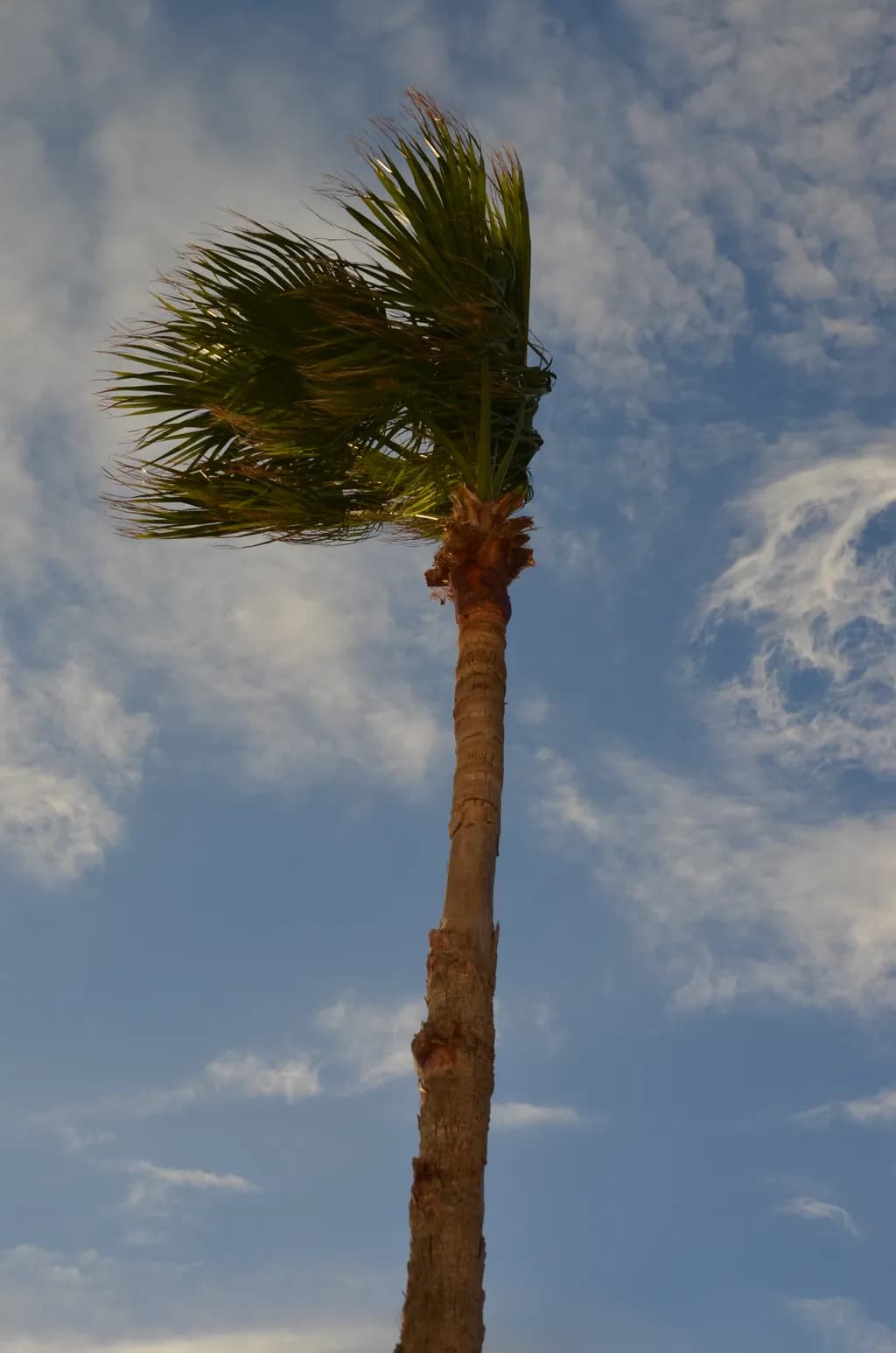 Windblown Palm