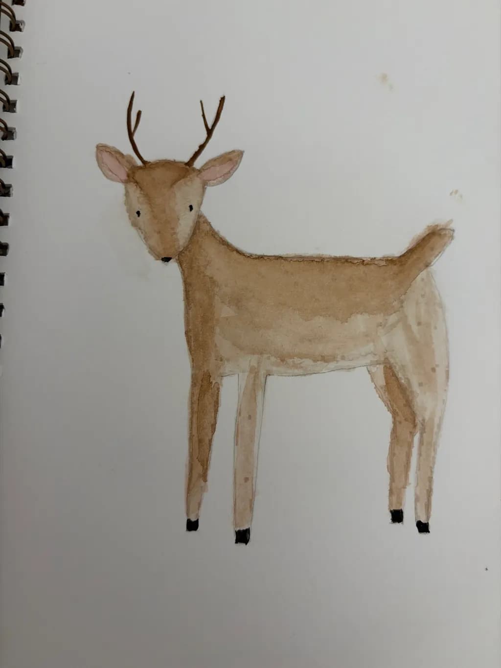 Gentle Fawn