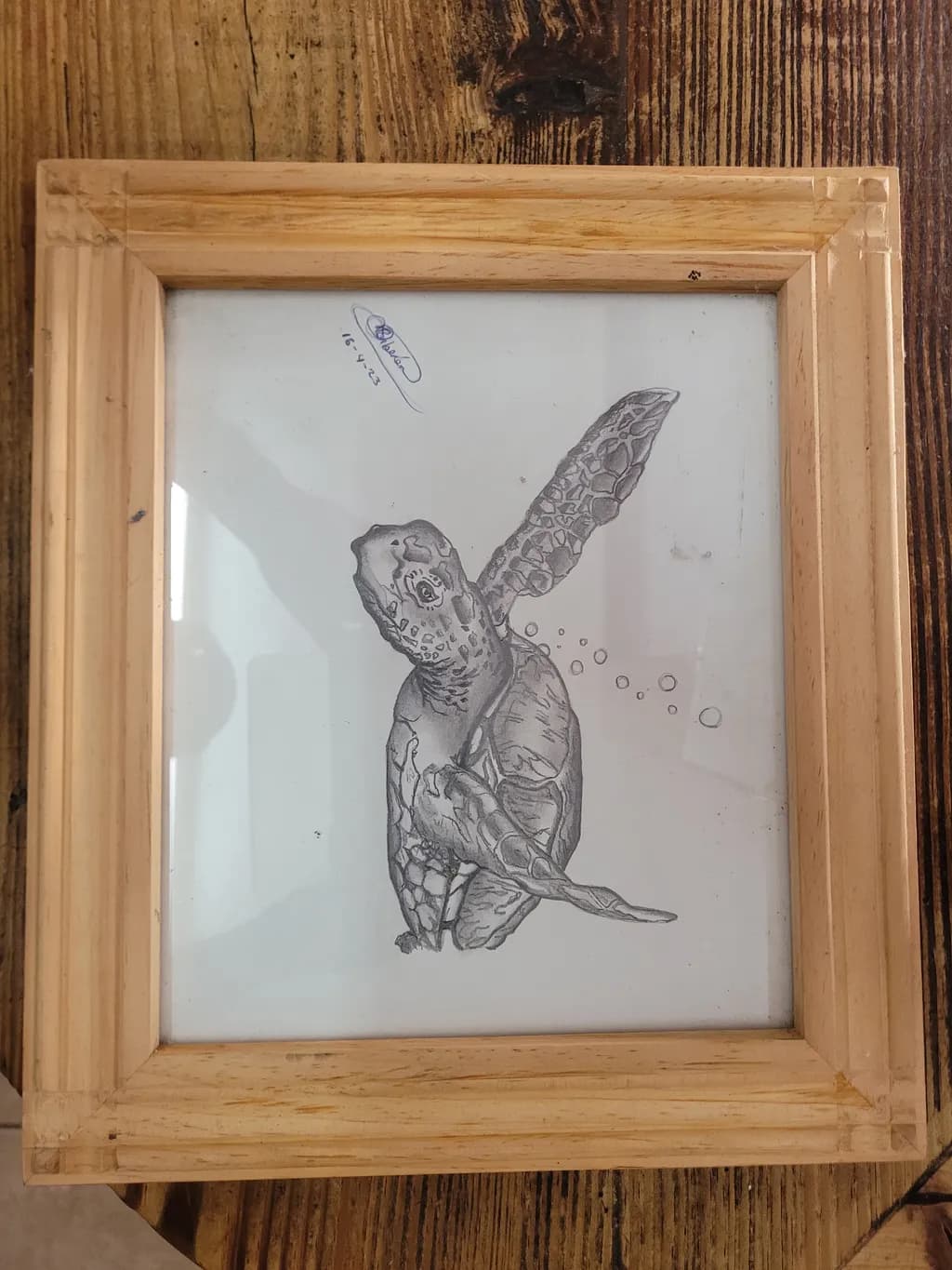 Soaring Turtle