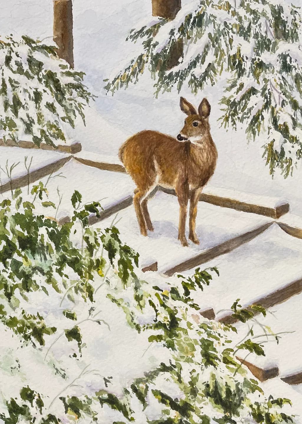 Winter Visitor