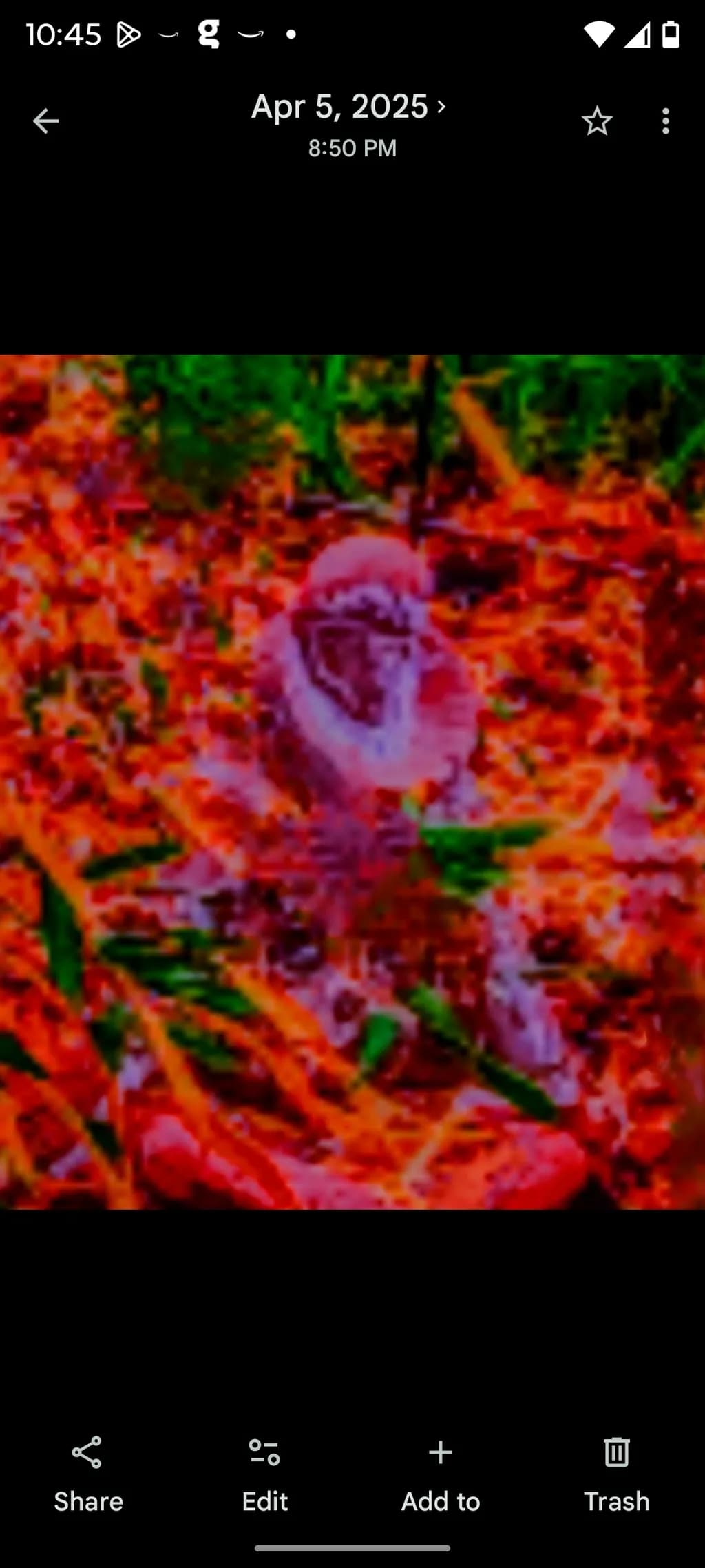 Vivid Forest Encounter