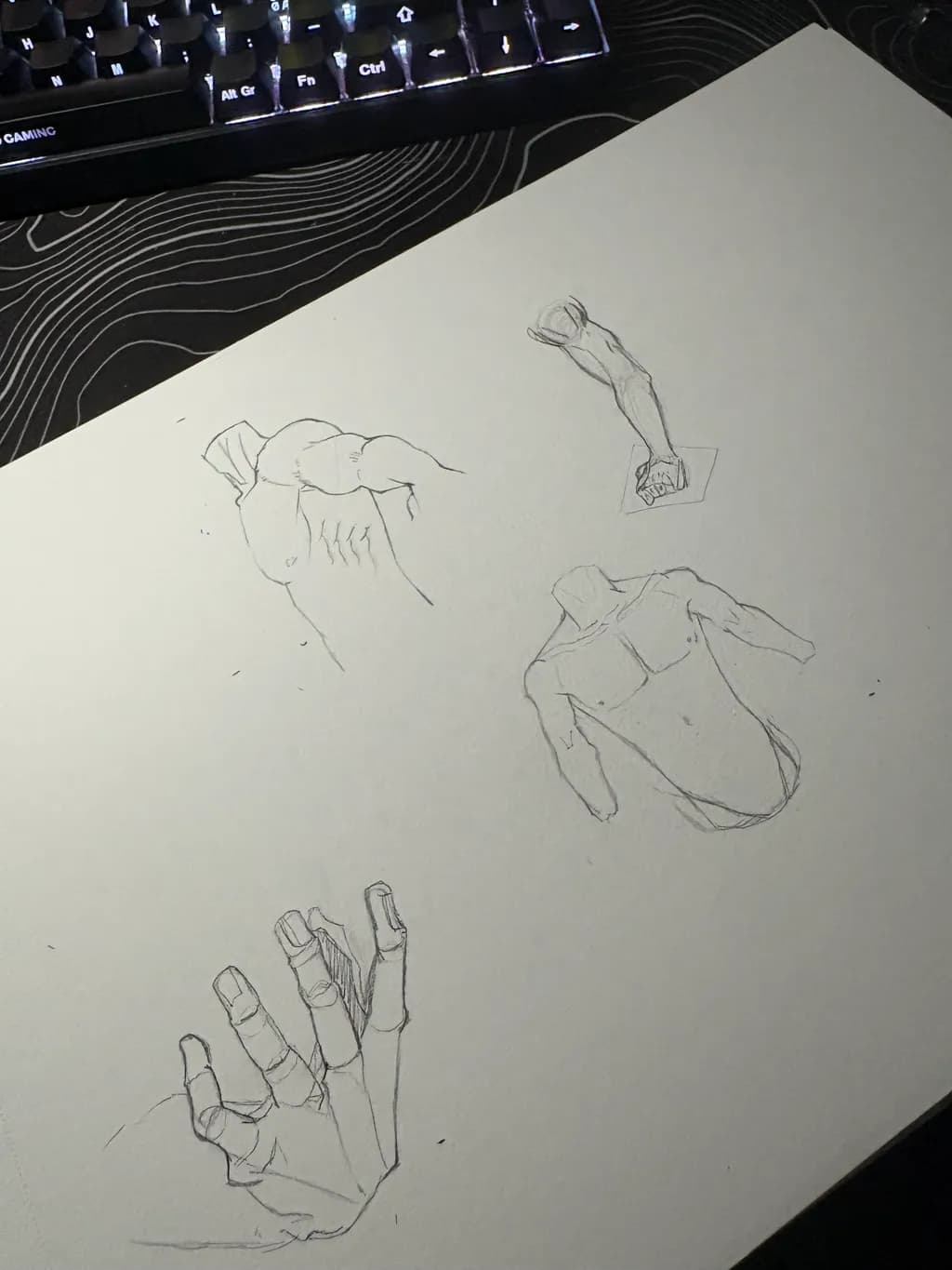 Anatomy Studies