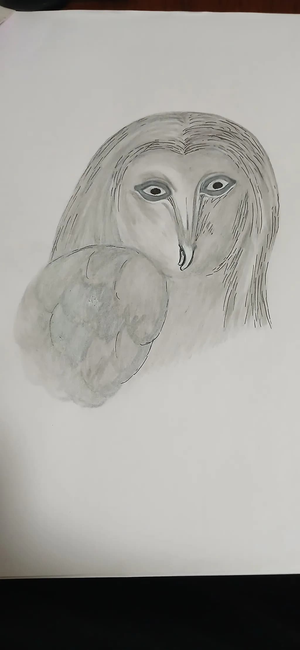 Contemplative Owl