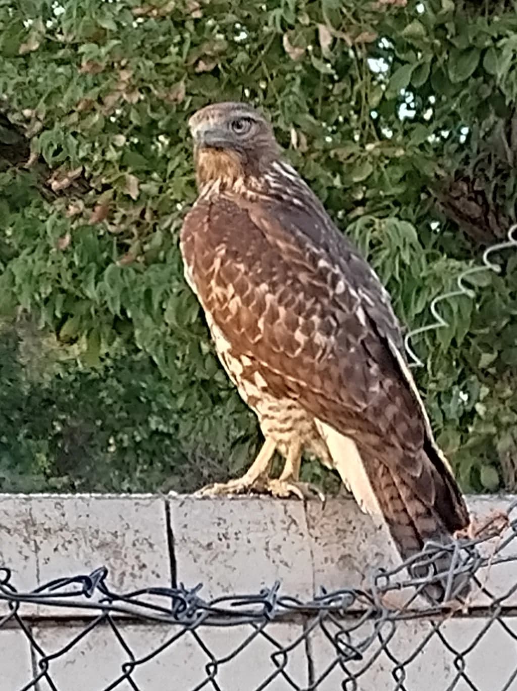Perched Sentinel