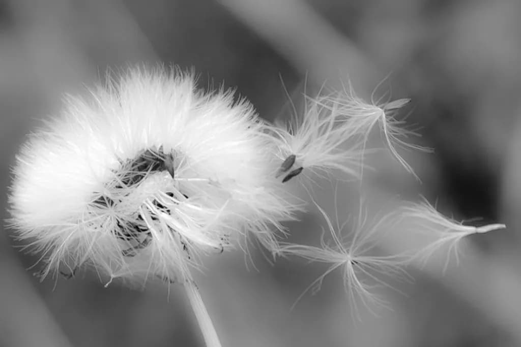 Dandelion Drift