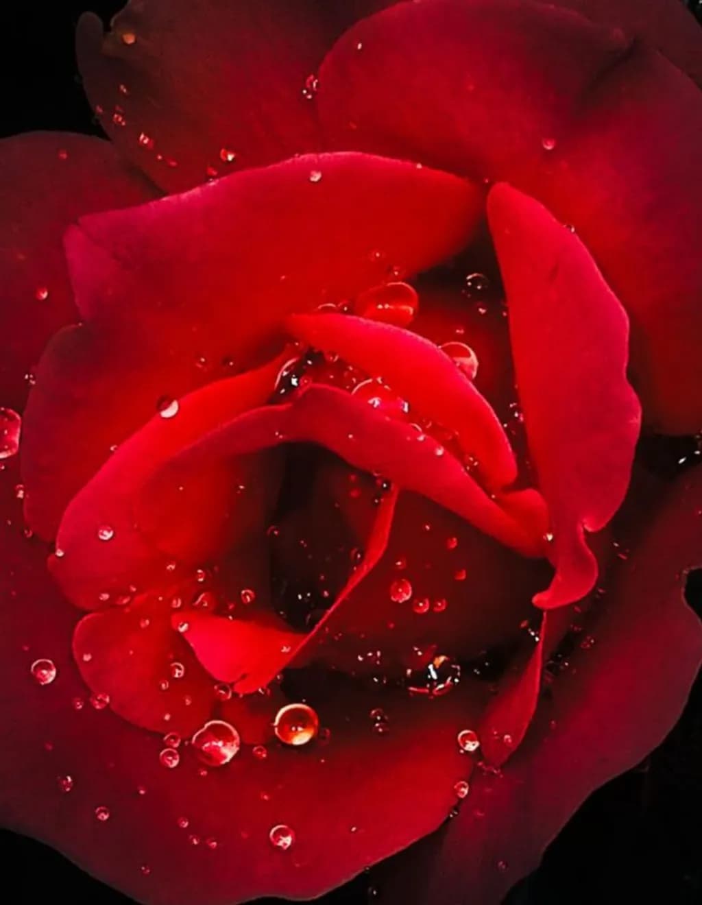 Crimson Dewdrop