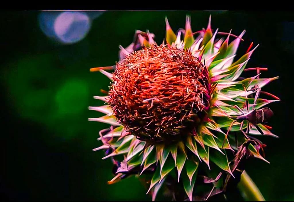 Spiked Bloom