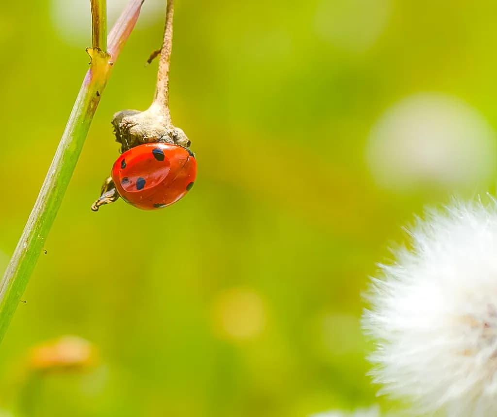 Ladybug Perch