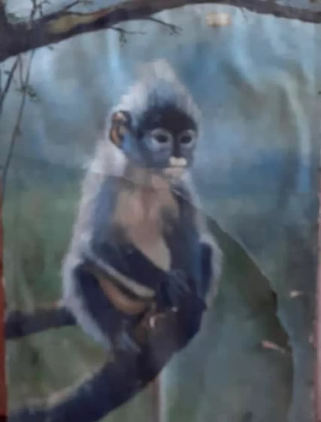 Contemplative Monkey
