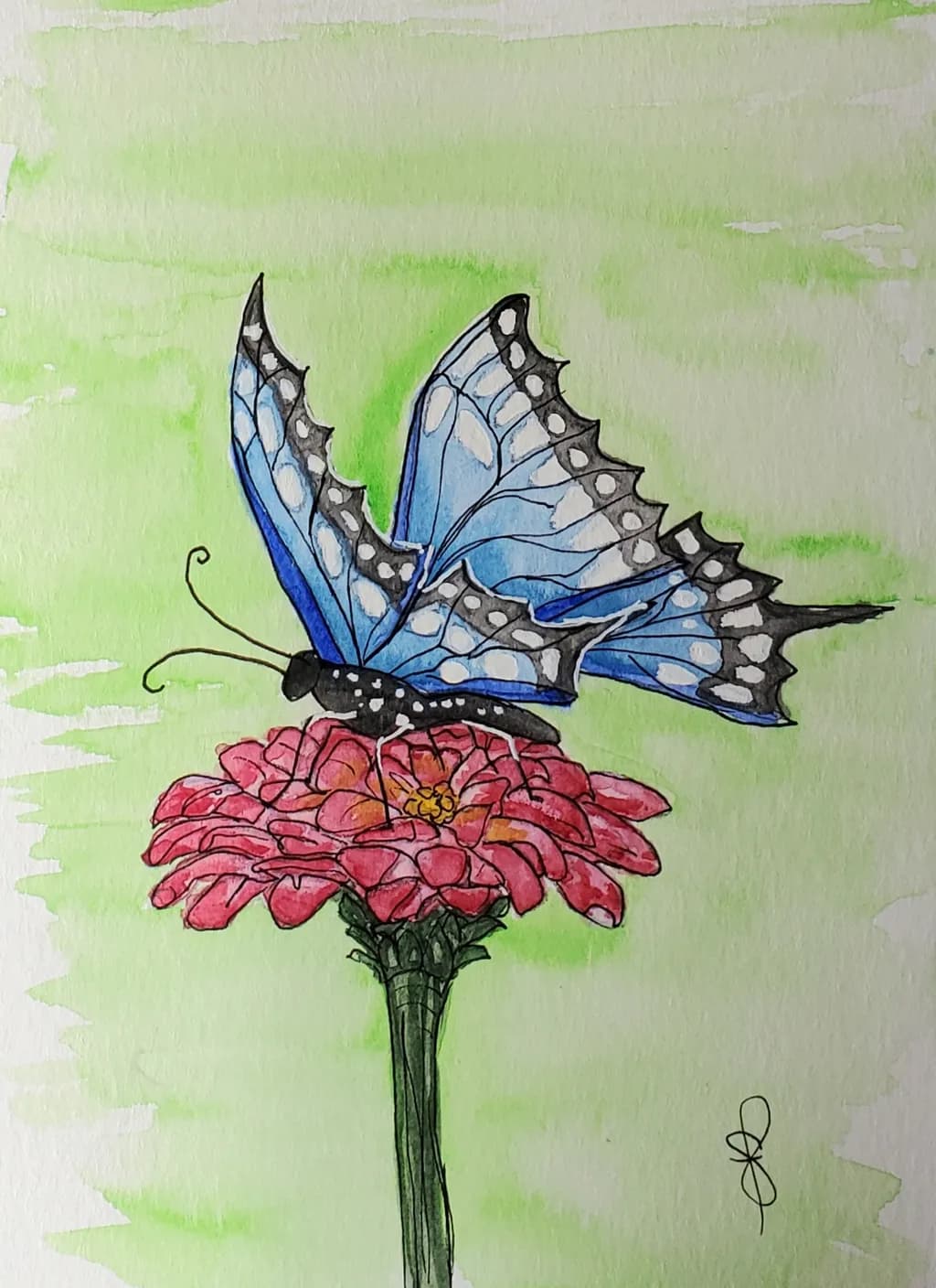 Blue Swallowtail Bloom