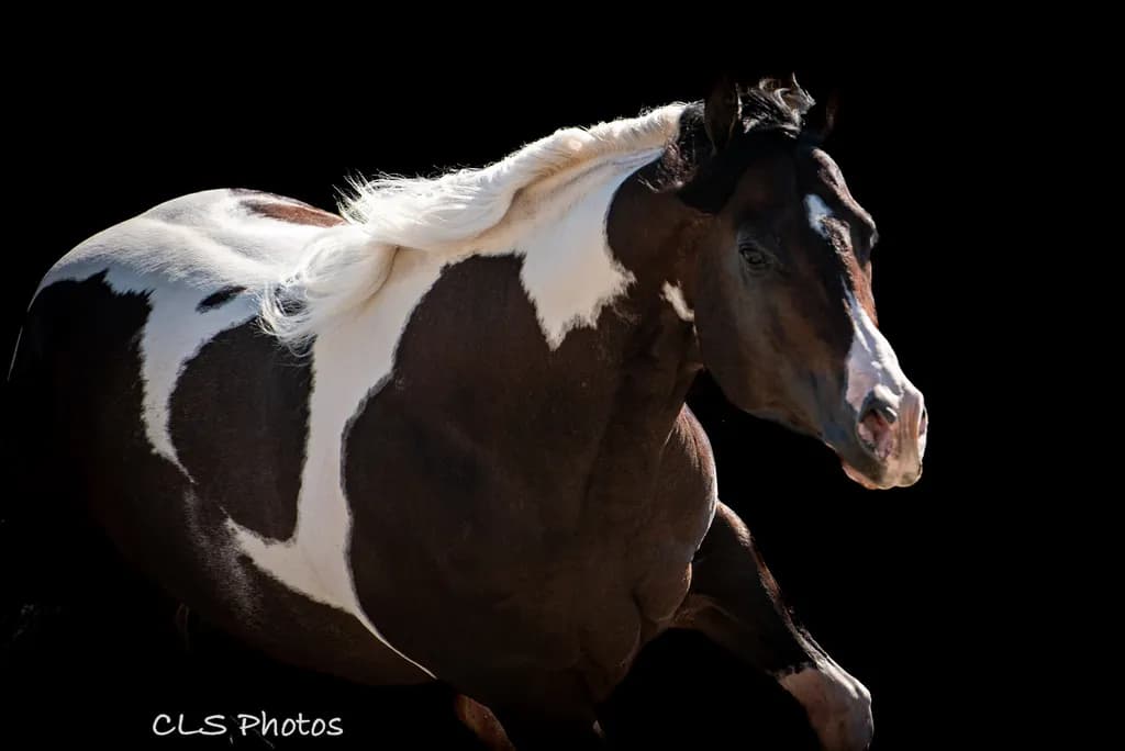 Galloping paint