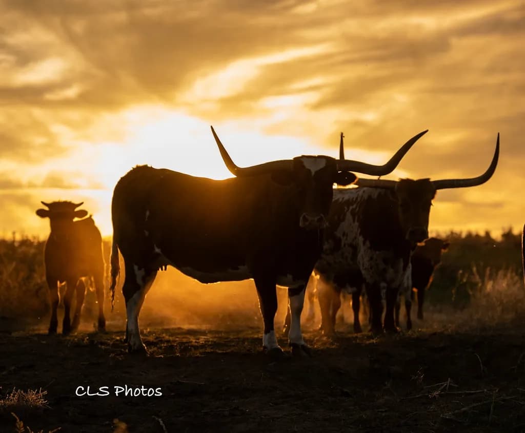 Sunset Longhorns