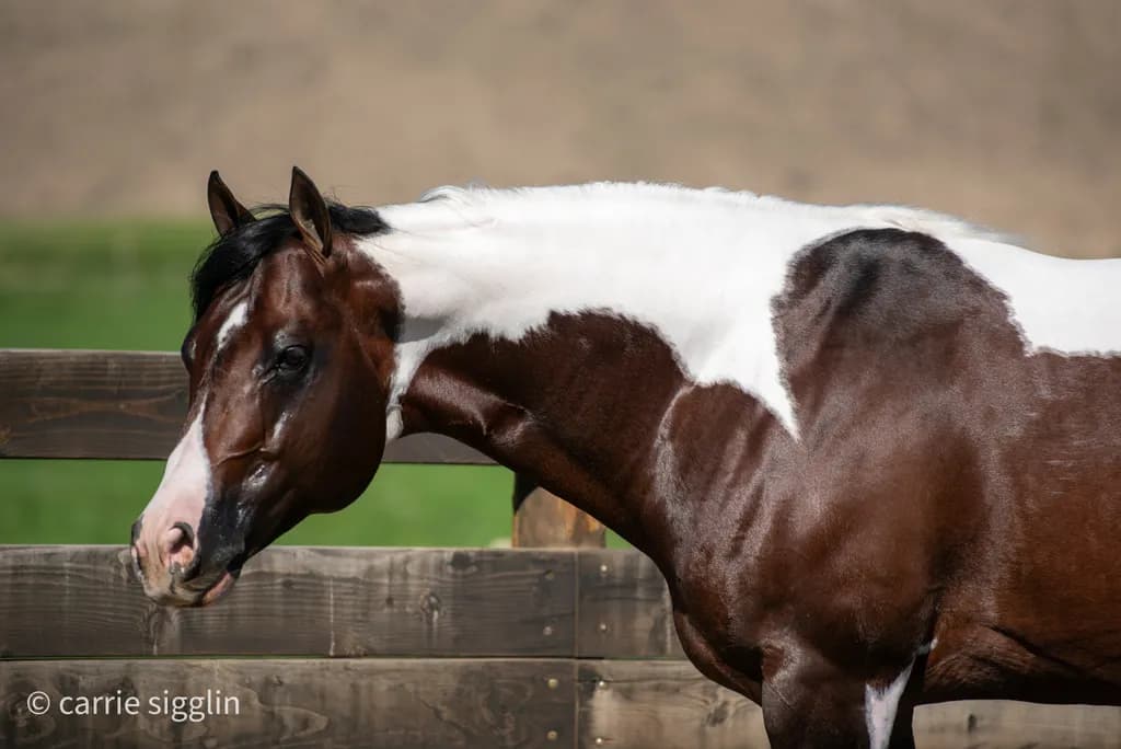 Bay Tobiono Paint Horse