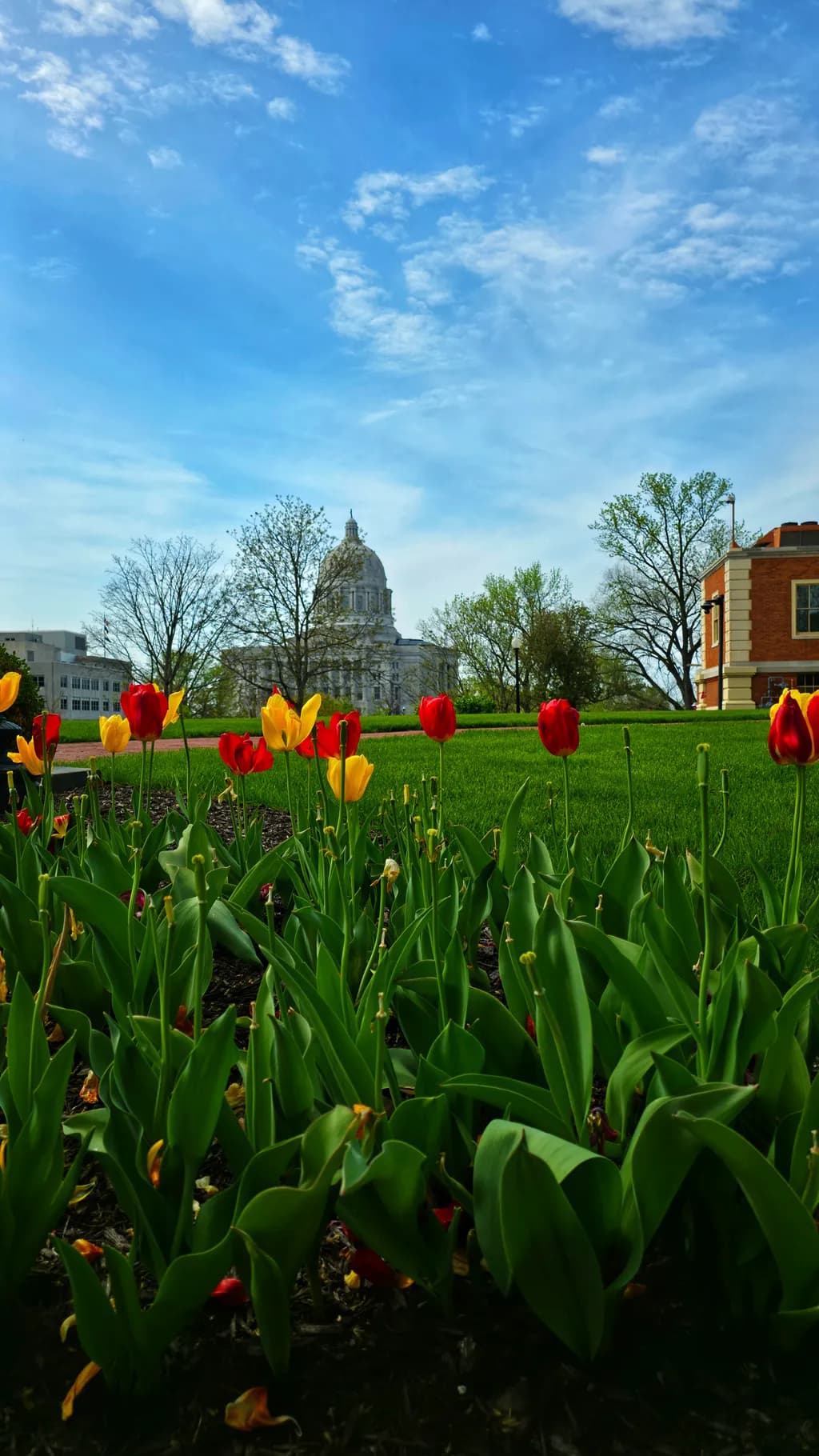 Capitol Tulips