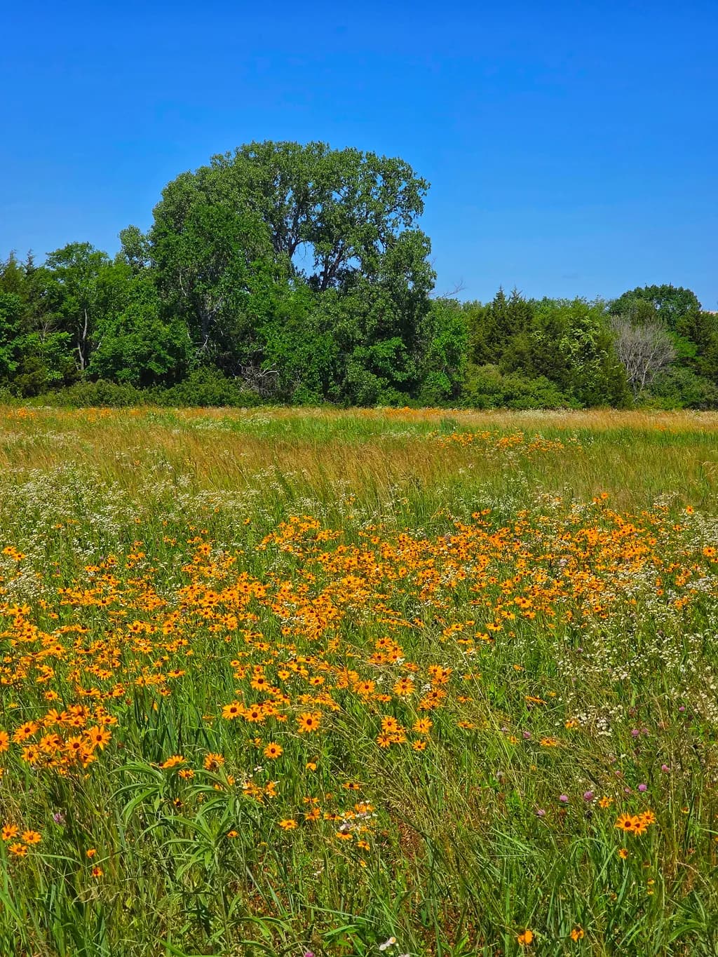 Golden Prairie Bloom