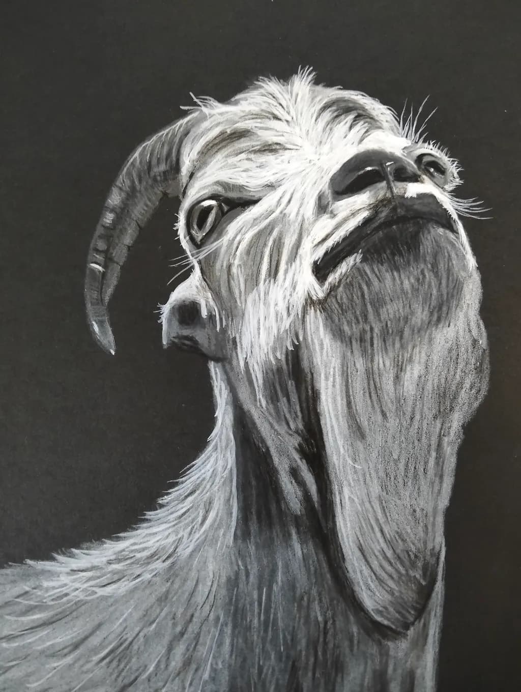 Horned Goat Portrait