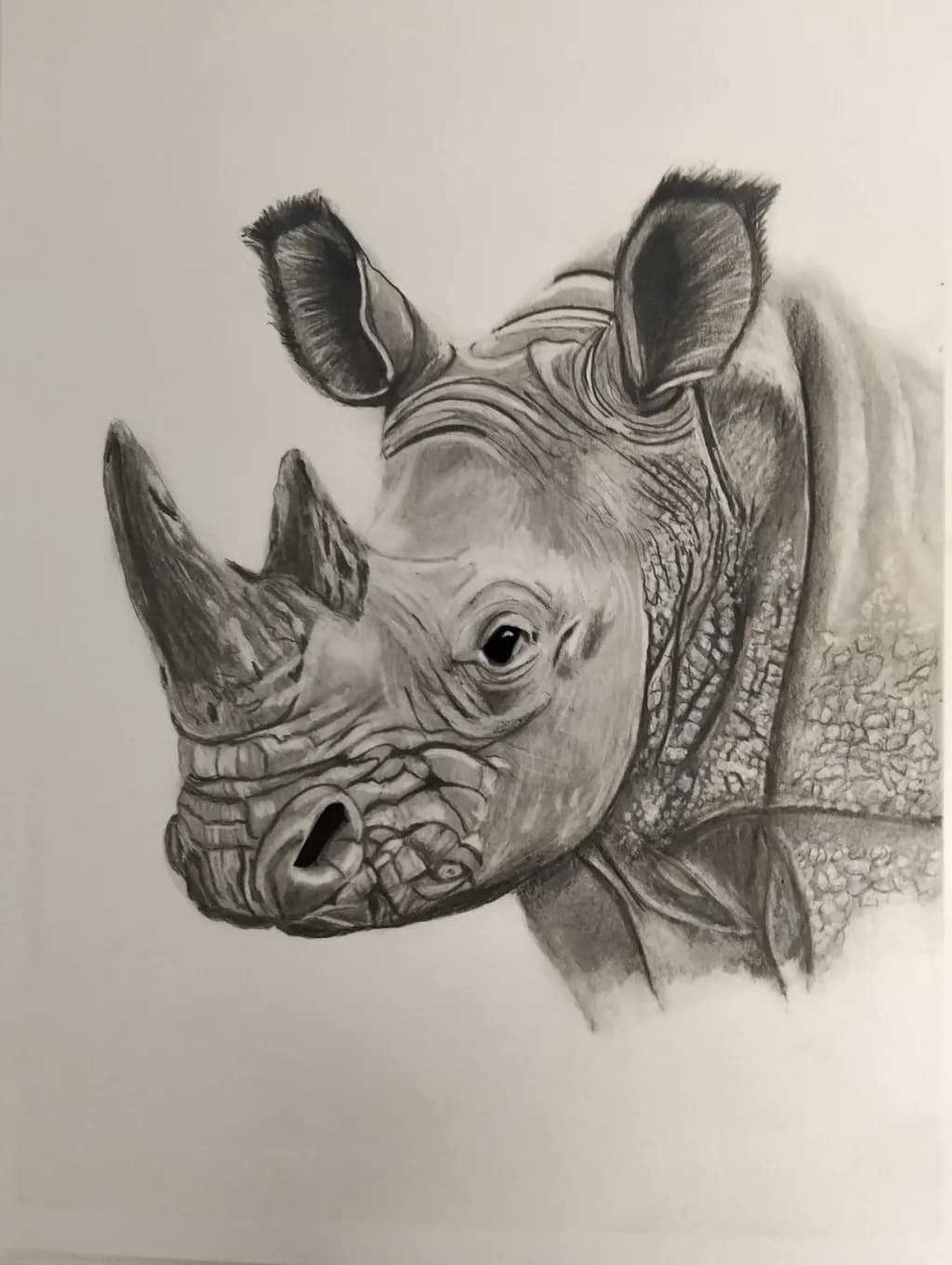 Rhino Portrait