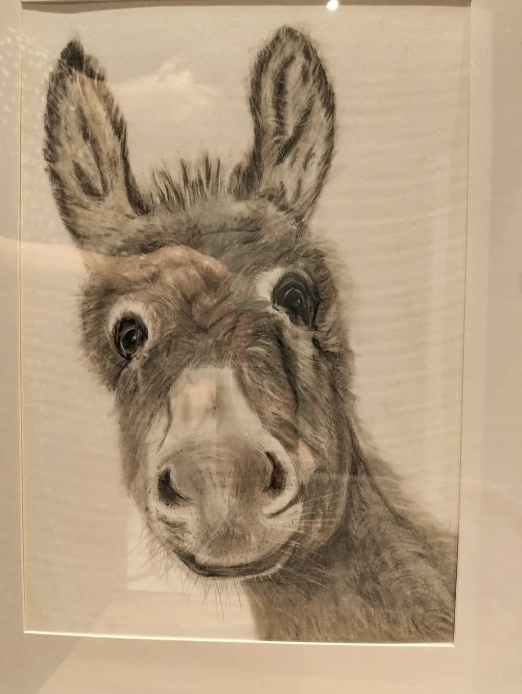 Curious Donkey Gaze