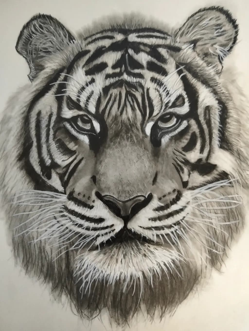 Tiger Gaze