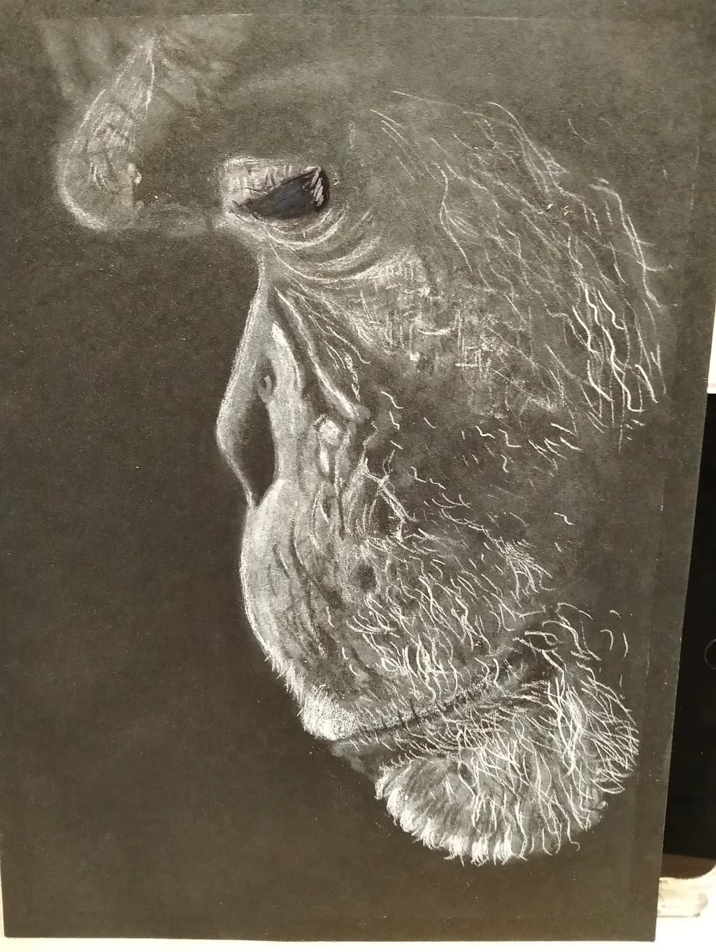 Chalk Bird Portrait