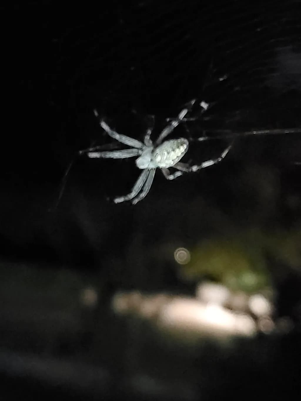 Nocturnal Spider Web
