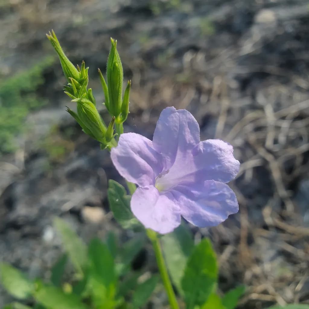 Purple Flower Closeup