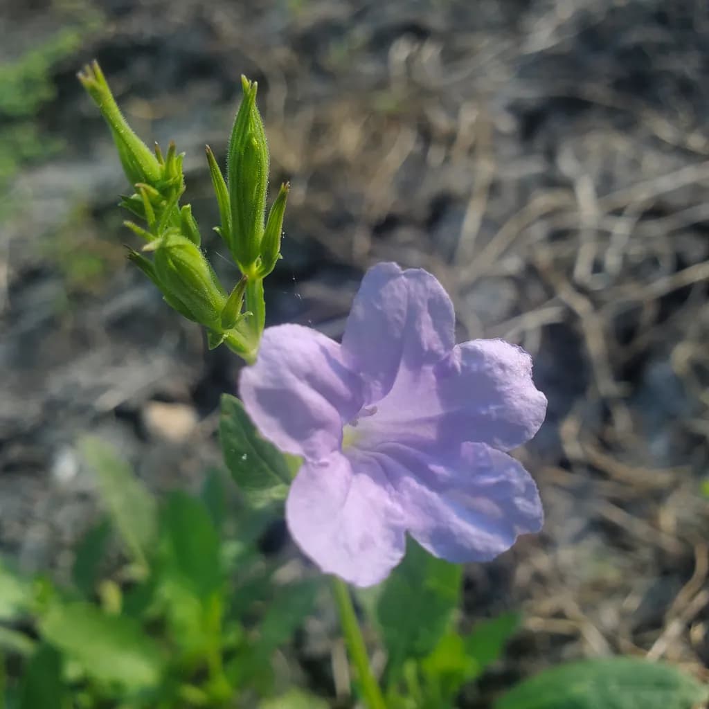 Purple Flower Close-up