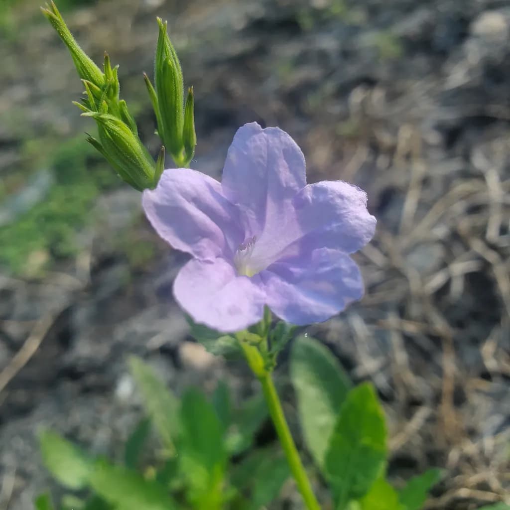 Purple Flower Bloom