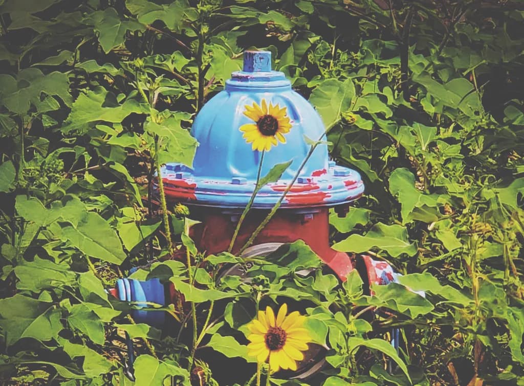 Sunflower Watering Can
