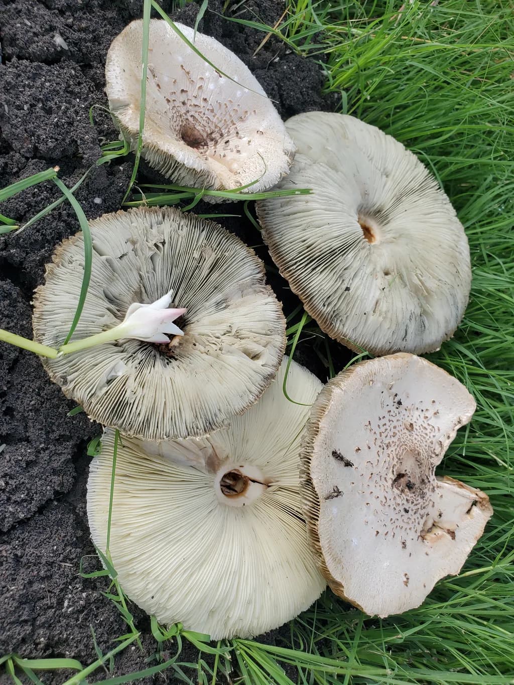Pale Caps, Dark Earth