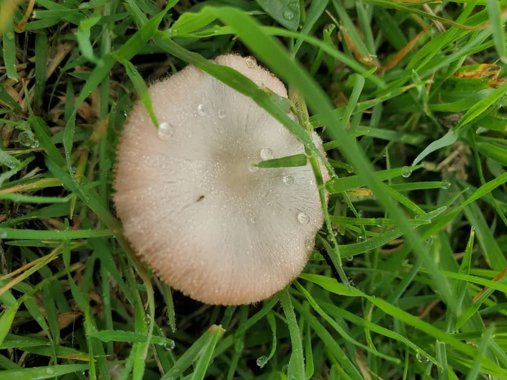 Dew-Caught Mushroom