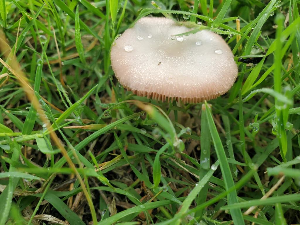 Dew on the Mushroom